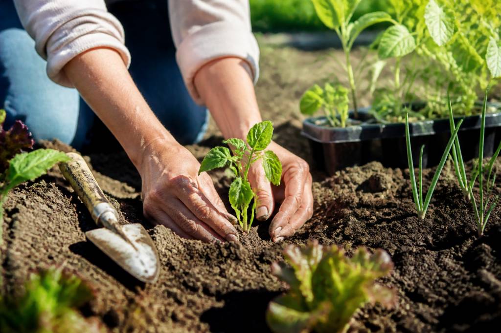 Plante annuelle : cycle annuel, culture et entretien au jardin