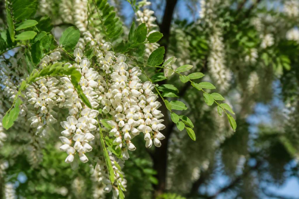 Acacia en fleurs : comment reconnaître sa floraison et profiter de ses bienfaits