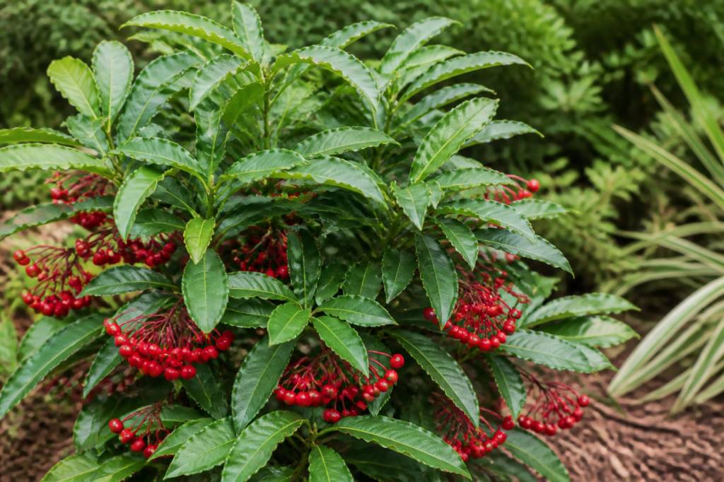 Ardisia crenata : culture, entretien et conseils pour la planter en pot ou en jardin