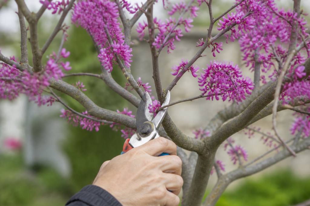 Arbre de judée : taille et conseils pour réussir la coupe