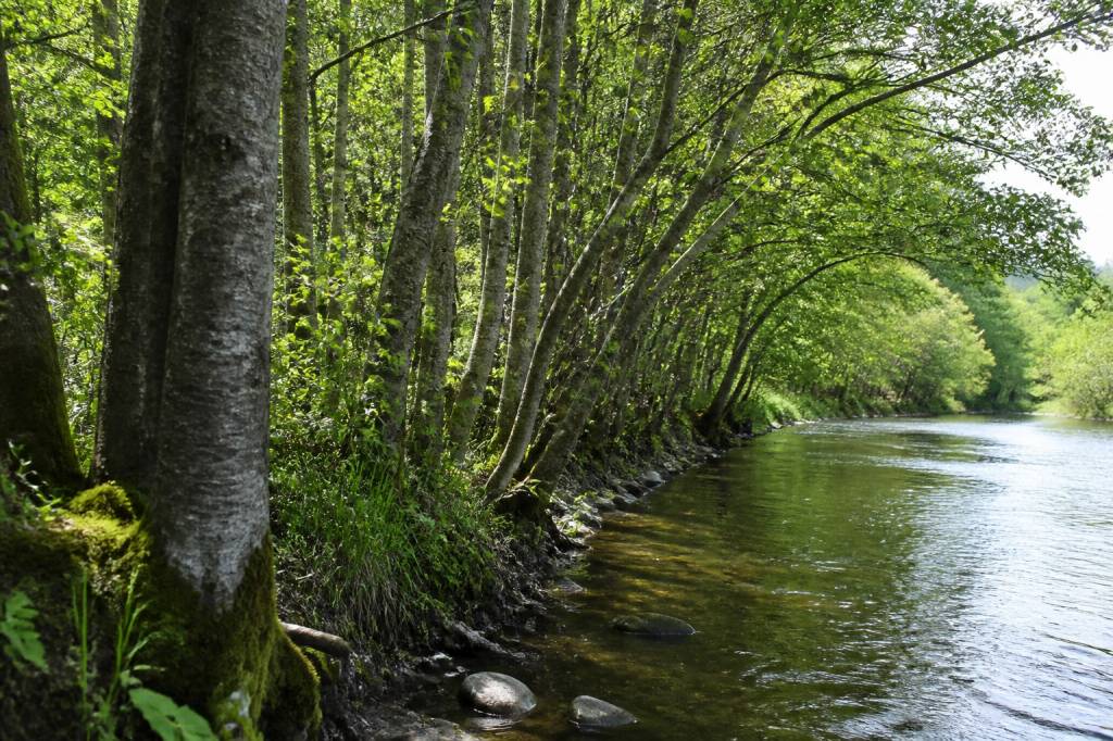 Arbre aulne : caractéristiques, usages et conseils de culture