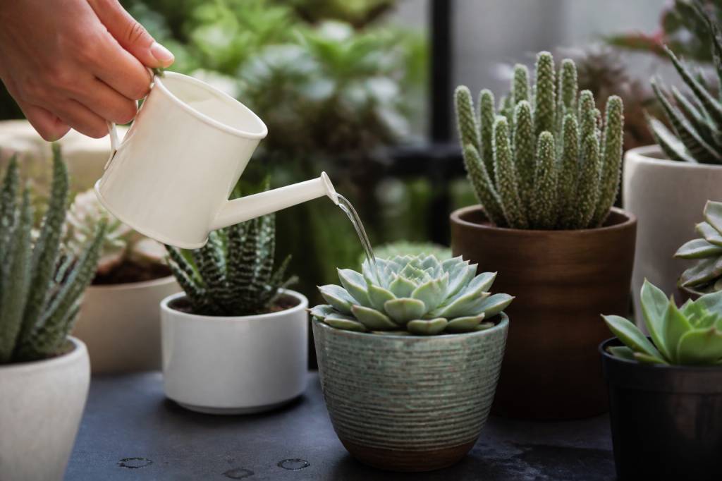 Arrosage plante grasse : conseils pour bien arroser une plante grasse sans excès