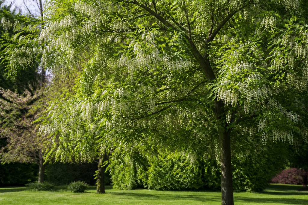 Arbres acacia : espèces, plantation et entretien au jardin
